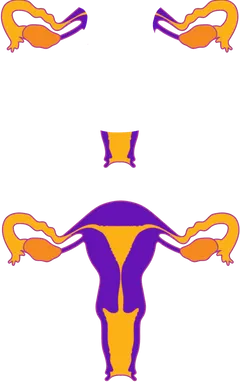 anatomia