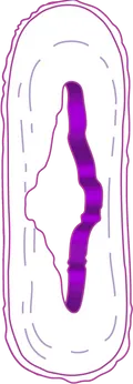 komorka